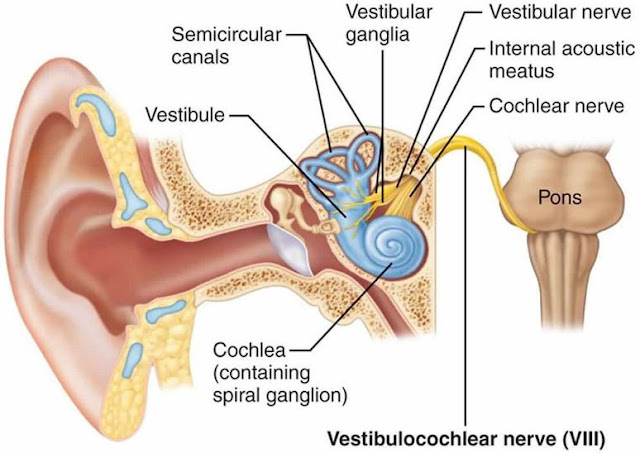 fungsi saraf vestibular, anatomi yang terkait, dan pentingnya saraf vestibular untuk keseimbangan tubuh.