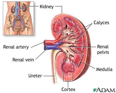 s digestive acids are potent plenty to dissolve zinc Amazing Facts About The Human Body