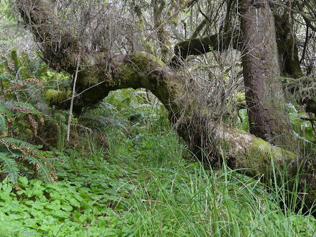 low branch with thin trail under