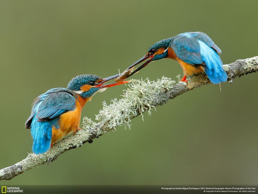 20+ Of The Best Entries From The 2016 National Geographic Nature Photographer Of The Year - Engagement Present