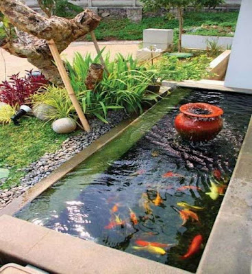 Tukang Kolam Ikan Koi Pasar minggu