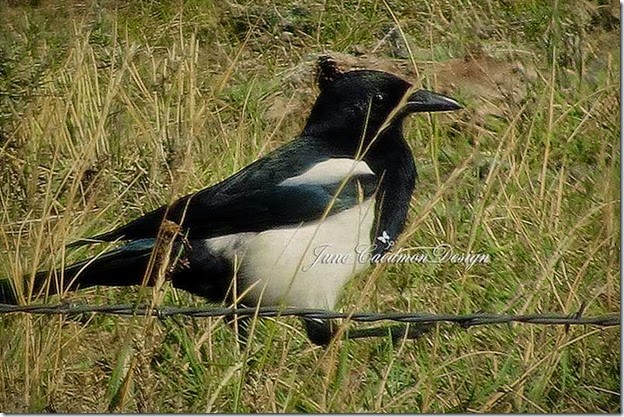 Magpie_kk_2312