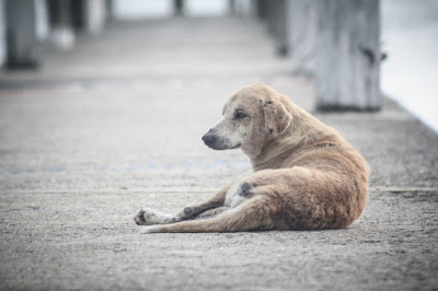 ¿Qué hacer si vemos a un perro abandonado en la calle?