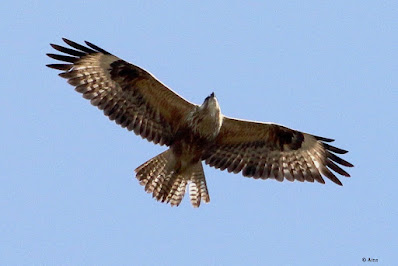 "Soparing upwards to the blue sky is the Long-legged Buzzard - Buteo rufinus, winter visitor."