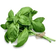 HOW TO STORE BASIL AND KEEP IT FROM WILTING