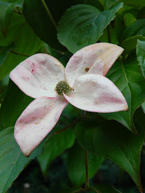 Cornus kousa Satomi Chinese Dogwood flower by garden muses-not another Toronto gardening blog