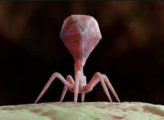 Alsorsa.News | Conheça o vírus mais mortífero no planeta Terra: O Bacteriófago