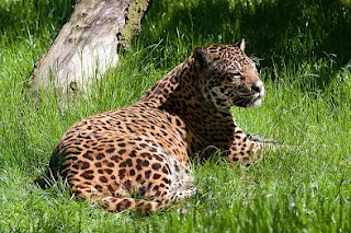 Know the Jaguar, Cat strongest in the Americas