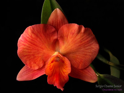 Orquídea Sophrolaelia Coral Orb