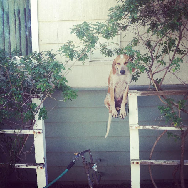 Maddie the Coonhound, a dog that loves to stand and sit on things., dog pictures, maddie pictures, maddie the coonhound pictures, amazing dogs