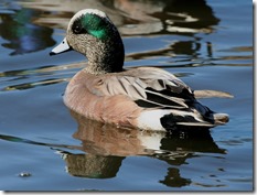 bayoffundy.ca-SEABIRDS 40 Good reasons to protect the Bay of Fundy.pdf - Adobe Acrobat Professio