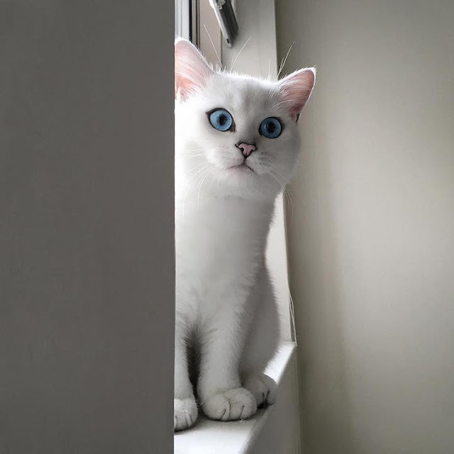 Esse Gato com lindos olhos azuis esta cativando milhares de pessoas na Internet