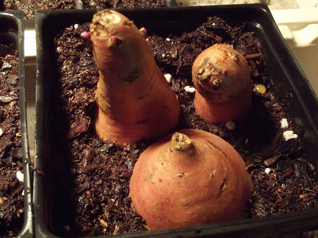 Sweet Potato Propagation: