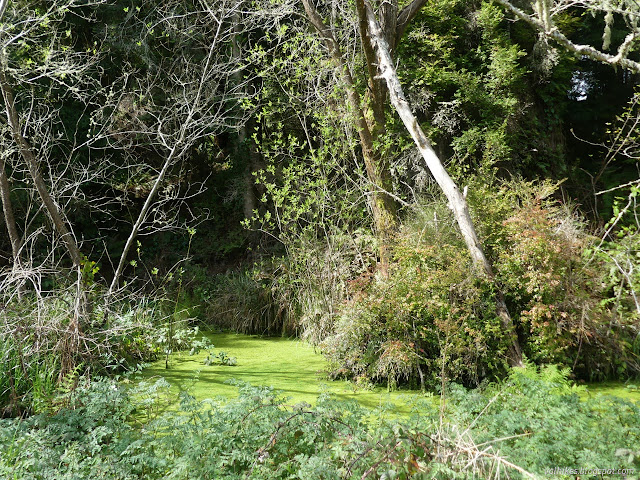 28: water covered in green