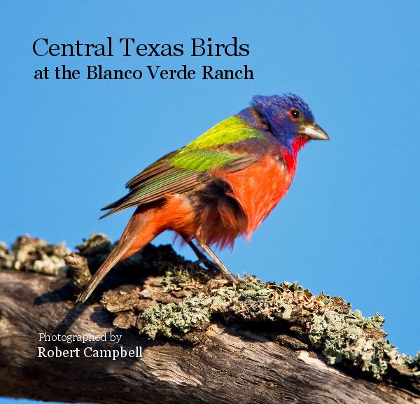 Pictures Of Texas Birds