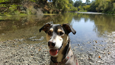 Shows head and shoulders of alert and happy Alaskan Husky mix in front of a large river with green trees lining the banks