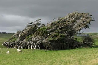 Pohon Permanen Angin dari Selandia Baru