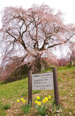 又兵衛桜(宇陀市)