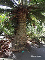 Encephalartos hildebrandii, Foster Botanical Garden - Honolulu, HI