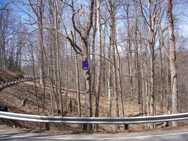 What are those purple bags hanging in Hocking Hills trees?