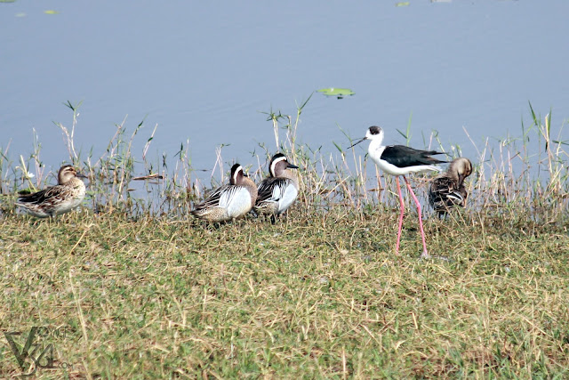Two male Garganey at the center along with two females and the long-legged Black-winged Stilt