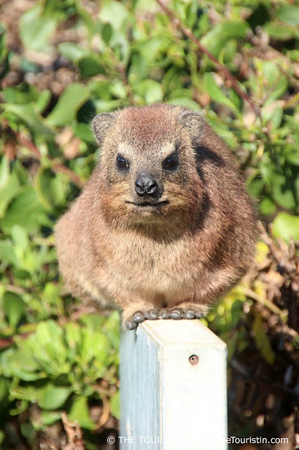 A close-up of rock horax, also known as dassie in South Africa