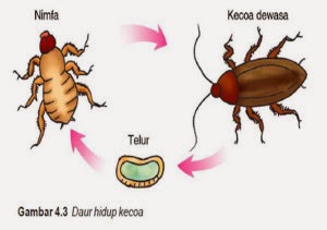 esluha4a DAUR  HIDUP  HEWAN  DAN TUMBUHAN