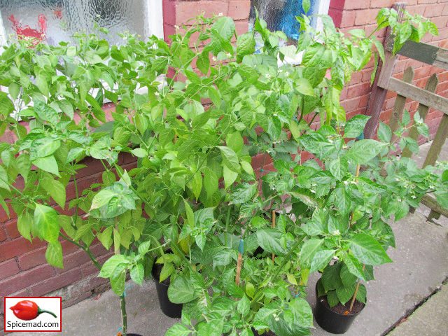 Chilli Plants to Be Taken Down - 5th October 2019