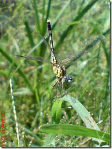 small green dragonfly 14