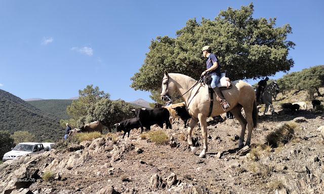 Jérez del Marquesado, encierro, toros, ganadería Francisco Porcel