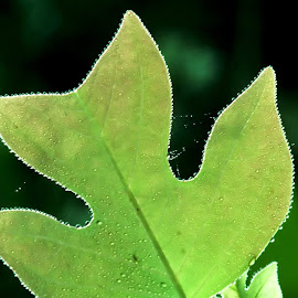 foto daun ukuran besar