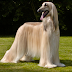 Afghan Hound