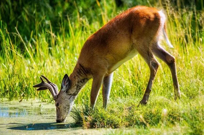 White-teiled deer, <i>Odocoileus virginianus</i>