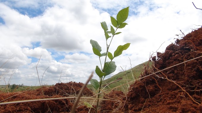  REFORESTATION | Le projet d’Ampotaka avance