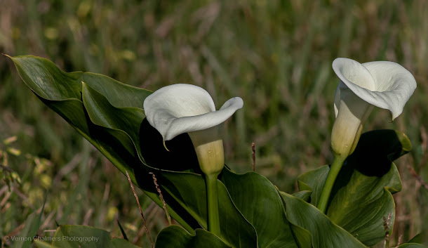 Arum Lilies Diep River, Woodbridge Island Copyright Vernon Chalmers