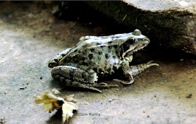 Common Garden Frog in the garden, Kent.