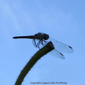 Green and Black Dragonfly Dancing on Sunflower Stem