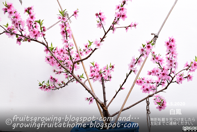 桃の花の開花 白鳳の鉢植え栽培