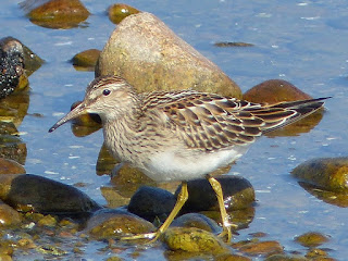 Bécasseau à poitrine cendrée - Calidris melanotos