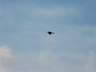 Raven, Moel-Y-Parc