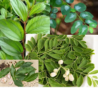 Jenis Tamanan Herbal berupa Daun kelor, Daun katuk , Daun bawang dan Daun salam