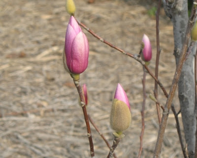 southern magnolia tree facts. Saucer Magnolia tree