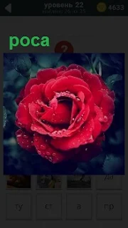 Красный распустившийся бутон розы на котором капельки росы 