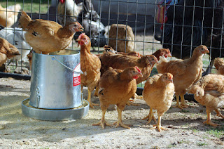 Poultry chicken business for building wealth in farming