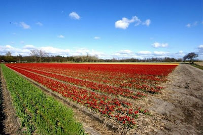 Tulip fields Netherlands