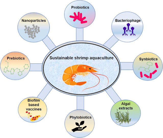 Infographics showing shrimp diseases