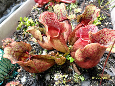 planta carnivora