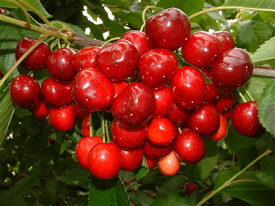 Cherry chữa cao huyết áp