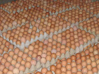 Distributor Telur Ayam Kampung di Tangerang Selatan