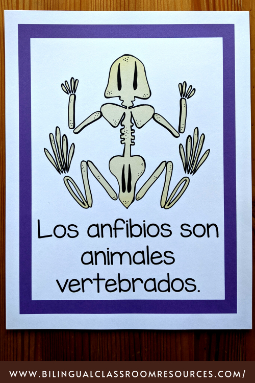 Creative resources for teaching grupo de animales and clasificación de animales